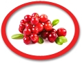 Cranberry Juice Concentrate USA